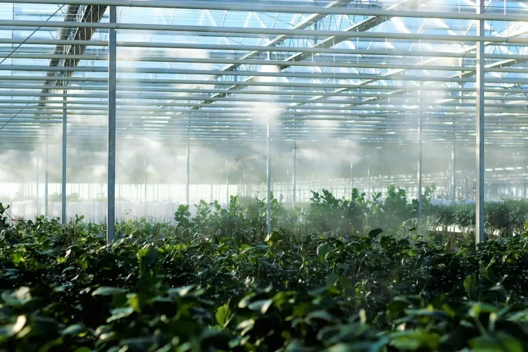 Plants growing in rows inside a glass greenhouse