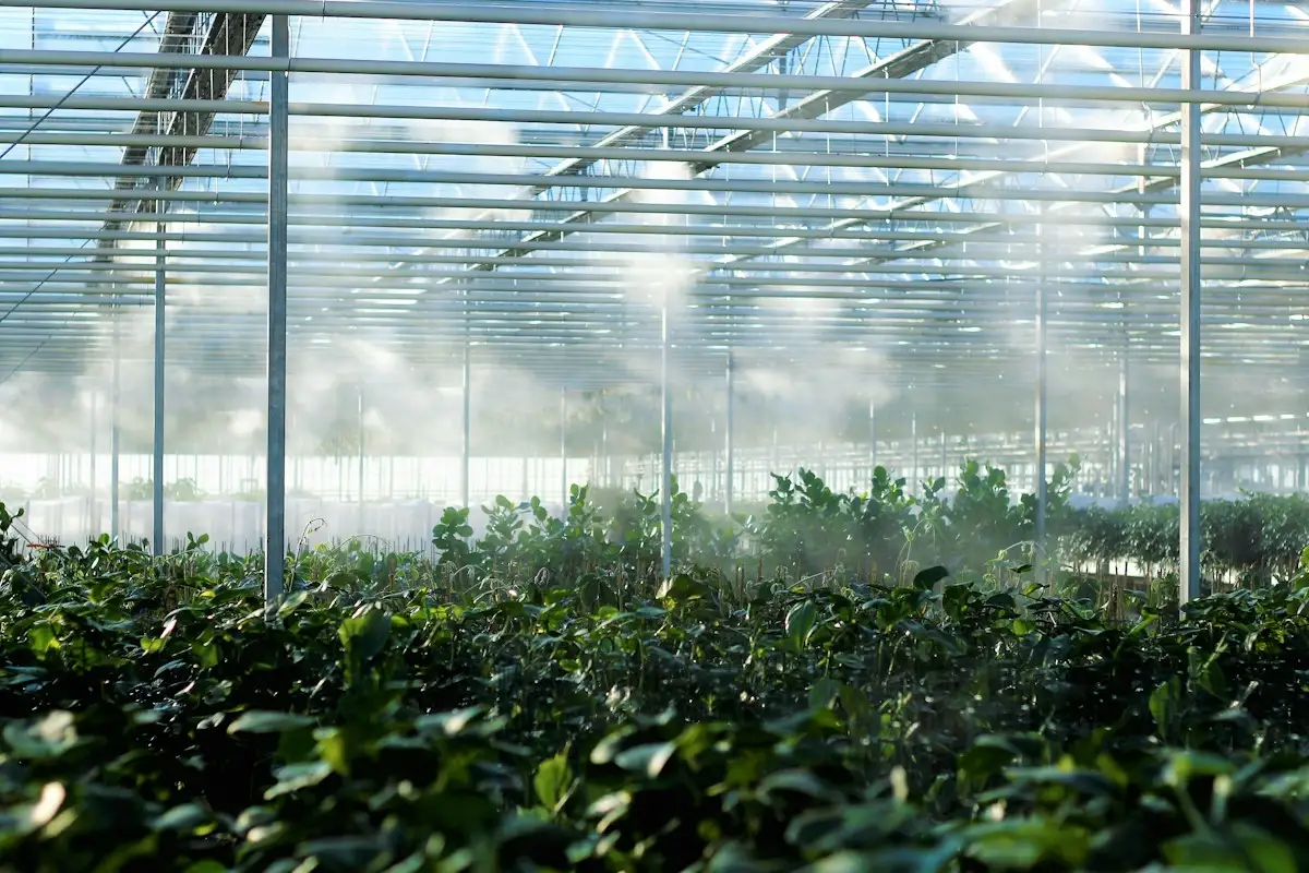 Plants growing in rows inside a glass greenhouse